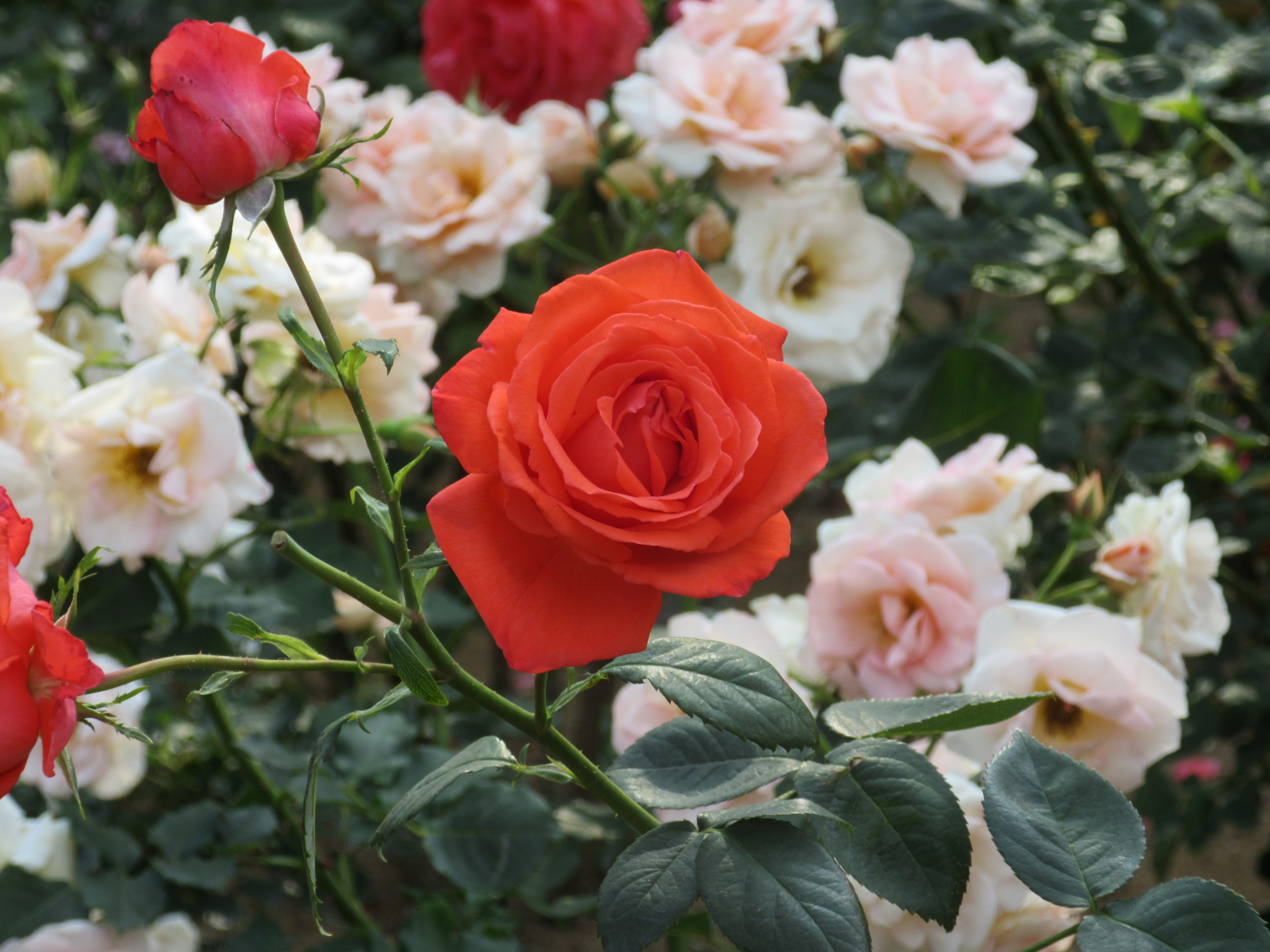 薔薇 バラ ばらを満喫です 薔薇まつりに行ってきました ラ ピュアのブログ